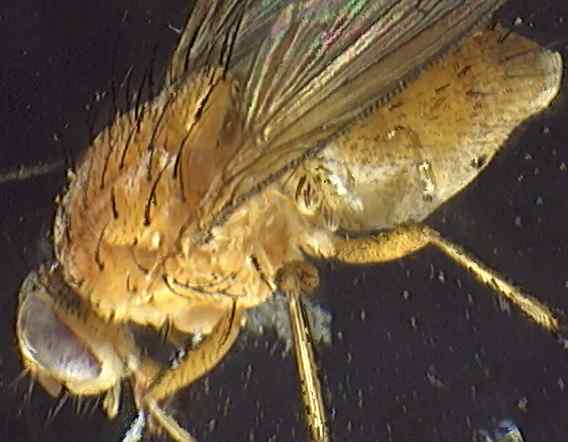 Phaonia pallida